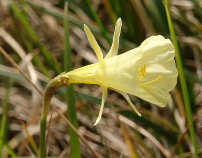 Narcissus bulbocodium