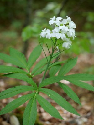 Cardamine hep­ta­phyl­la